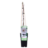 Clematis Miss Bateman - Clematis Wit - Ø15cm - ↕65cm