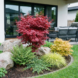 Green boutiQ - Tuinplant - Acer palmatum Skeeters Broom - Japanse Esdoorn - Bladverliezend - Rood - 1 - Pot 26cm - Hoogte 90cm