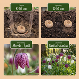 60x Fritillaria Meleagris Mix - Kievitsbloem mix - Paars en Wit - Verwilderingsbol - Bolmaat 6/7
