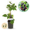 Green boutiQ - Fruitplant - Braam - Rubus fruticosus Triple Crown - Zwarte Braam - Doornloos - 2 planten -Pot 11cm Hoogte 40cm