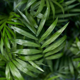 Green boutiQ - Kamerplant - Chamaedorea elegans - Goudpalm - Huisdiervriendelijke Plant - Groen - 1 Plant - met Mand - Pot 12cm - Hoogte 15cm