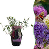 Green boutiQ - Vlinderstruik - Buddleja davidii Tricolour - Bloem Roze , Wit en Paars - 1 Plant - Bladverliezend - Vlinderlokkend -Pot 17cm Hoogte 30cm