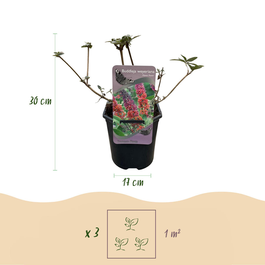 Buddleja davidii Flower Power – 3 planten · 30 cm hoog (foto 3)