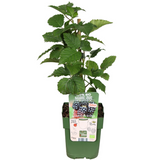 Biologische fruitplantenmix "Zomervruchten" — 4 planten