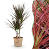 Green BoutiQ - Green is... Kamerplanten - Dracaena Magenta - Drakenbloedboom - Weinig onderhoud - met mand - Groen - 1 Plant - Pot 17cm - Hoogte 70-80cm