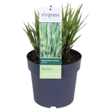 Miscanthus sinensis Strictus - Ø23cm - ↕60cm - Ø23 - ↨60cm