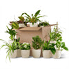 Groene Tweede Kans Box (12 stuks) - incl. 12 x pot Potter wit