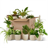 Groene Tweede Kans Box (12 stuks) - incl. 12 x pot Potter wit