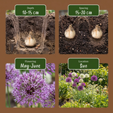 160x Allium Purple - White Mix - Sierui paars-wit mix - Paars en Wit - Zomerbloeier - Bolmaat 10/12