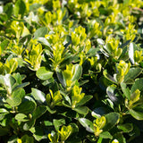 Green boutiQ - Haagplanten - Euonymus japonica Green Spire -blad groen - 6 planten - 1 strekkende meter - groenblijvend - pot 17cm hoogte 40cm