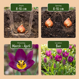 100x Tulipa Persian Pearl - Tulipa Persian Pearl - Paars - Voorjaarsbloeier - Bolmaat 6/7