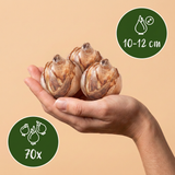 70x Bulb Dry Garden - Droge tuin bollenplanten - Diversen - Zomerbloeier - Bolmaat 10/12