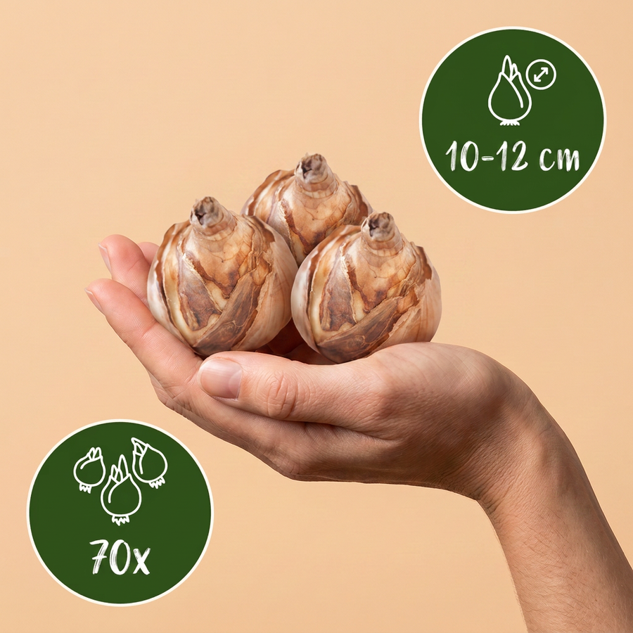 Bollenmix droge tuin — 70 stuks (bolmaat 10/12)