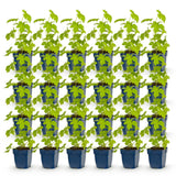 Green boutiQ - Vasteplant - Delphinium (P) Galahad - Ridderspoor - Bijen en Vlinderlokkers - Wit - 24 Planten - Pot 11cm - Hoogte 15-25cm