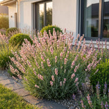 Green boutiQ - Vasteplant - Lavandula ang. Rosea - Lavendel - Geurend - Roze - 1 Plant - Pot 11cm - Hoogte 15-25cm