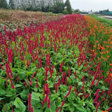 60x Persicaria a. 'Blackfield' - ↕10-25cm - Ø9cm