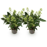 Green boutiQ - Terrasplant - Skimmia japonica Finchy - Bloem Wit - 10+ Bloemen - 2 Planten - Winterhard - Pot 10,5cm Hoogte 25cm