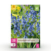 Green boutiQ - Bloembollen - Hyacinthoides non Scripta - Kleur Blauw - 20 stuks - Bolmaat 7/8 - XXL Pack