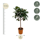 Ficus Elastica Robusta op stam - 190 cm -ø35-40cm