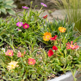 12x - Delosperma mix - Ø7cm - ↕10-12cm