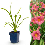 Green boutiQ - Vasteplant - Hemerocallis Summer Wine - Daglelie - Bijen en Vlinderlokkers - Paars - 1 Plant - Pot 11cm - Hoogte 15-25cm