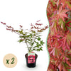 Green boutiQ - Terrasplant - Japanse Esdoorn - Acer palmatum Beni Maiko - Rood - 2 Planten - Bladverliezend - Pot 19cm Hoogte 70cm