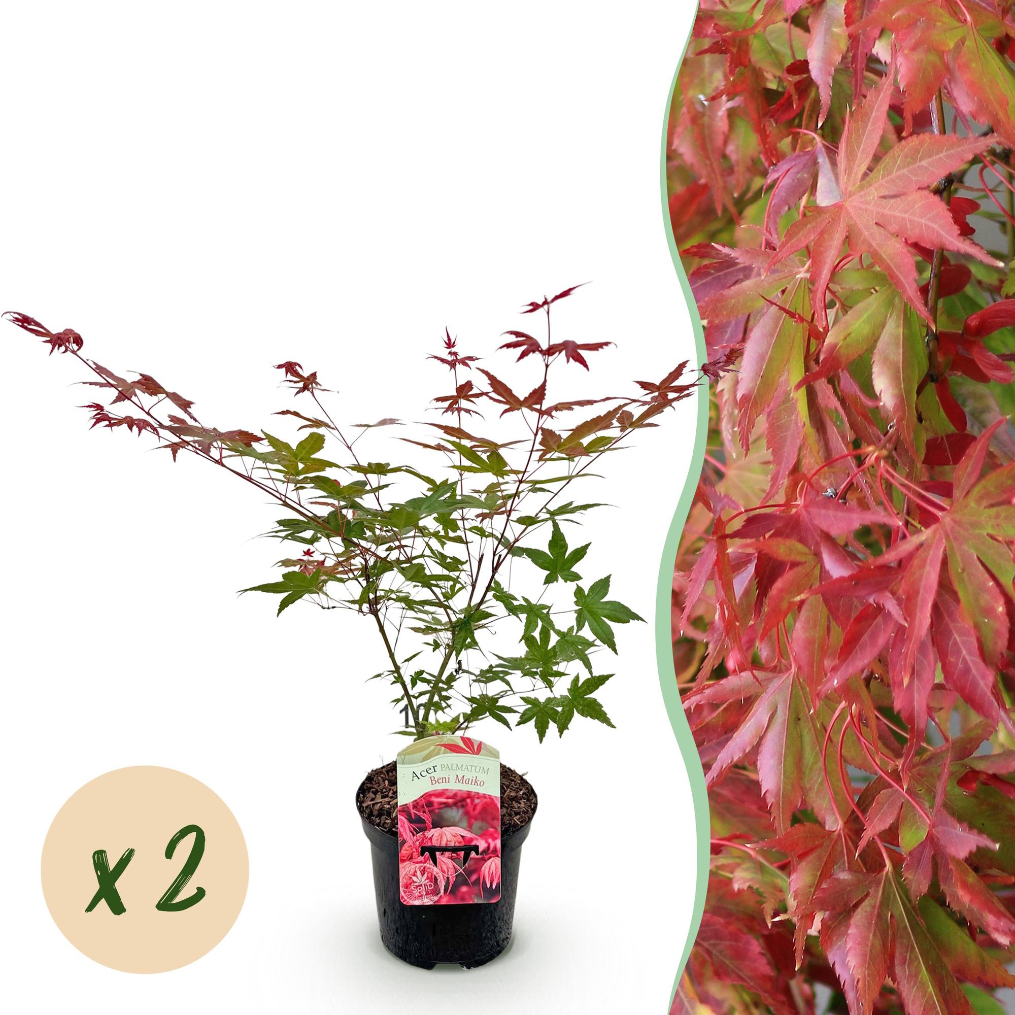 Green boutiQ - Terrasplant - Japanse Esdoorn - Acer palmatum Beni Maiko - Rood - 2 Planten - Bladverliezend - Pot 19cm Hoogte 70cm