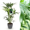 Green boutiQ - Kamerplant - Howea Forsteriana - Kentia Palm - Weinig Onderhoud - Groen - 1 Plant - met Potter Grijs - Pot 19cm - Hoogte 80-85cm