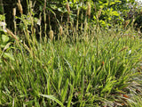 24x Carex morrowii 'Aureovariegata'- ↕10-25cm - Ø9cm