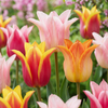 48x Tulipa Ballade mix - Lelievormige tulp Ballade mix - Diversen - Voorjaarsbloeier - Bolmaat 11/12