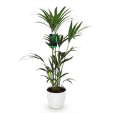 Green boutiQ - Kamerplant - Howea Forsteriana - Kentia Palm - Weinig Onderhoud - Groen - 1 Plant - met Potter Wit - Pot 21cm - Hoogte 120-130cm