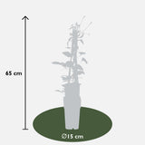 Clematis Hagley Hybrid - Clematis Rood - Ø15cm - ↕65cm