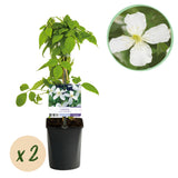 Green boutiQ - Klimplant - Clematis montana Grandiflora - Bloem Wit - Vroegbloeiend - Weinig onderhoud -2 planten -Pot 11cm Hoogte 40cm