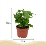 Green boutiQ - Kamerplant - Koffieplant - Coffea Arabica - Wit - Weinig onderhoud - 1 Plant - Pot 12cm - Hoogte 15 - 20cm