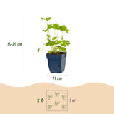 Green boutiQ - Vasteplant - Delphinium (P) Black Knight - Ridderspoor - Bijen en Vlinderlokkers - Paars - 24 Planten - Pot 11cm - Hoogte 15-25cm