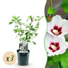 Green boutiQ - Tuinplant - Hibiscus syriacus Hamabo - Tuin Hibiscus - Winterhard - Wit - Roze - 3 Planten - Pot 17cm - Hoogte 45cm