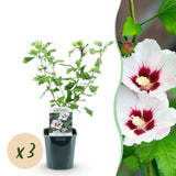 Green boutiQ - Tuinplant - Hibiscus syriacus Hamabo - Tuin Hibiscus - Winterhard - Wit - Roze - 3 Planten - Pot 17cm - Hoogte 45cm
