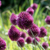 Sieruibollen Sphaerocephalon — kogellook, 800 stuks (maat 5/6)