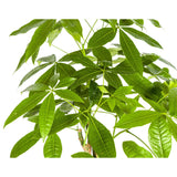 Pachira Aquatica met mand Ø21cm - ↕90 - 110cm