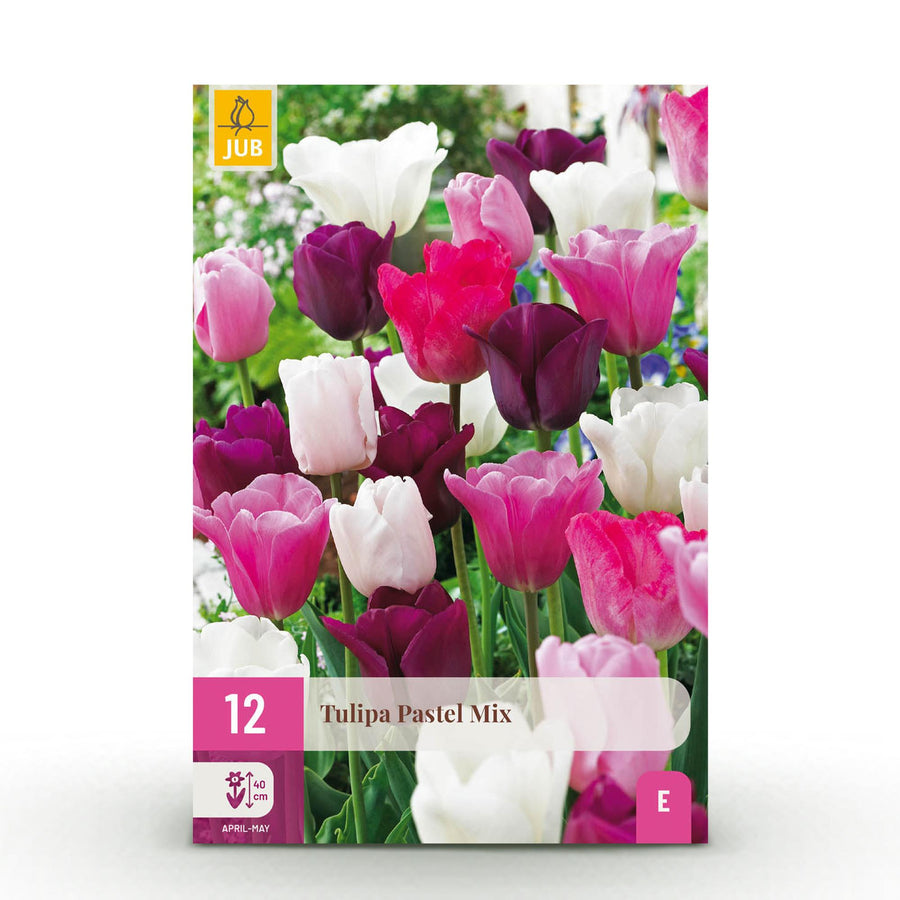 Tulpenbollen Pastel mix — gemengde kleuren, 12 stuks (bolmaat 11/12)