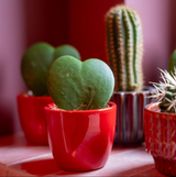 Plant set van 3 met mini pot - Love - Vetplanten - roze/rood - Ø 6 cm