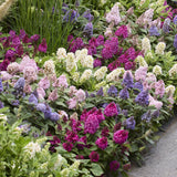 Green boutiQ - Tuinplant - Buddleja davidii Butterfly Candy Little Ruby - Vlinderstruik - Compact - Rood - 1 Plant - Pot 12cm - Hoogte 20-25cm