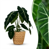 Green boutiQ - Kamerplant - Olifantsoor - Alocasia Frydek - Groen - Weinig onderhoud - 1 Plant - met Mand - Pot 19cm - Hoogte 60cm