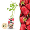 Green boutiQ - Fruitplanten - Framboos - Rubus idaeus Heritage - Winterhard - 3 Planten - Pot 9 cm - Rode Framboos