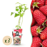Green boutiQ - Fruitplanten - Framboos - Rubus idaeus Heritage - Winterhard - 3 Planten - Pot 9 cm - Rode Framboos