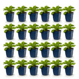 Green boutiQ - Vasteplant - Digitalis Tricolour - Vingerhoedskruid - Schaduw - Roze - Paars - Wit - 24 Planten - Pot 11cm - Hoogte 15-25cm