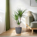 Dracaena Marginata met Potter pot grijs - 95cm - Ø21