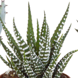 Gasteria/Haworthia mix 5,5cm - 5x - in Mexicaanse pot