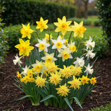 Green boutiQ - Bloembollen - Narcis Botanical mix - Kleur Geel en Wit - 20 stuks - Bolmaat 10/12 - XXL Pack