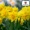 Narcisbollen Tête de Luxe — mininarcis, 25 stuks